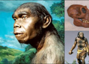 10 Jenis Manusia Purba di Dunia Beserta Ciri-Cirinya
