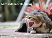 Kucing yang Mati Menurut Primbon: Tanda dan Makna Mistis