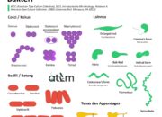 Mengenal 10 Bentuk Bakteri dan Contoh Penyakitnya