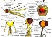 4 Tipe Mulut Insecta: Adaptasi Unik Serangga yang Mengagumkan!