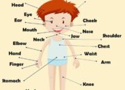 10 Nama Anggota Tubuh dalam Bahasa Inggris yang Wajib Dikuasai