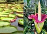10 Jenis Tumbuhan yang Paling Bervariasi dan Menakjubkan