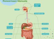 10 Organ Pencernaan Manusia Beserta Fungsinya untuk Kesehatan Tubuh!