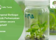 10 Tanaman dengan Teknik Perbanyakan yang Efektif untuk Berkebun!