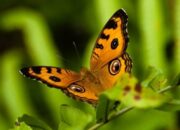 4 Tipe Pertumbuhan Makhluk Hidup: Dasar-Dasar Biologi yang Perlu Anda Ketahui!