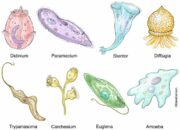 10 Jenis Protozoa