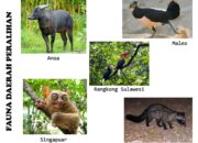 10 Hewan Peralihan yang Menghubungkan Dua Ekosistem Besar