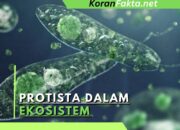 10 Jenis Protista dan Perannya dalam Ekosistem