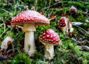 10 Jenis Jamur yang Merugikan dan Bermanfaat bagi Lingkungan