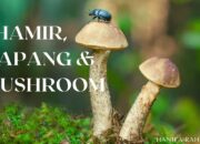 10 Perbedaan Kapang dan Khamir dalam Biologi dan Industri