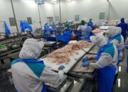 10 Jenis Ikan Pengolahan untuk Industri Perikanan