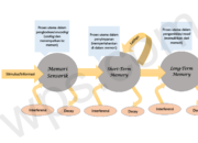 10 Jenis Memori dalam Psikologi Kognitif yang Mempengaruhi Ingatan