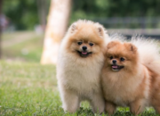 5 Tips Mengatasi Kecemasan Anjing Saat Ditinggal