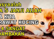 Pahala Apa Bagi yang Memelihara Kucing: Menjadi Rahmat bagi Hewan Kesayangan Nabi