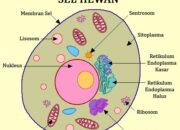 10 Jaringan Sel Hewan Beserta Fungsi Lengkapnya dalam Tabel Mudah Dibaca!
