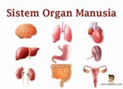 10 Organ yang Bertugas Mengatur Keseimbangan dalam Tubuh Manusia!