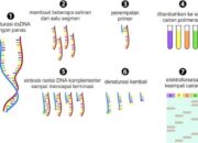 5 Langkah Kerja PCR: Cara Kerja Tes DNA yang Perlu Anda Tahu!