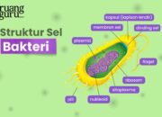 10 Nama Bakteri dan Fungsinya dalam Kehidupan Sehari-hari