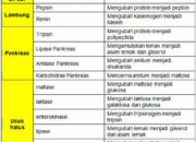 10 Enzim Penting dalam Tubuh dan Fungsinya yang Mengagumkan!