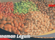 10 Macam Legum yang Bergizi dan Manfaatnya bagi Kesehatan