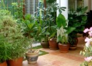 Tanaman yang Baik di Depan Rumah Menurut Primbon Jawa: Membawa Keberuntungan!