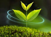 4 Tipe Duduk Daun: Variasi Unik dalam Dunia Tumbuhan yang Menarik untuk Diketahui!