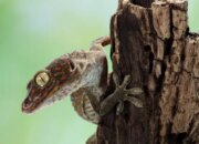 Tokek di Dalam Rumah Menurut Primbon: Pertanda Baik atau Harus Diwaspadai?