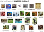 10 Hewan dengan Nama Ilmiah dan Manfaatnya bagi Kehidupan Sehari-Hari!