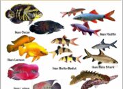 10 Ikan Air Tawar Beserta Nama Latin yang Menambah Wawasan tentang Dunia Perairan!