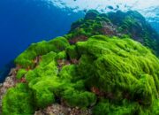 10 Jenis Algae yang Berkhasiat bagi Kesehatan dan Lingkungan