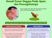 10 Jenis Penyakit Umum pada Unggas dan Cara Mengobatinya