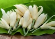 10 Bunga Khas Jawa Tengah yang Memikat