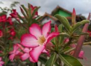 10 Macam Tanaman Adenium Selain Kamboja dan Manfaatnya