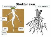 10 Tumbuhan dengan Struktur Akar Unik dan Modifikasinya yang Menakjubkan!