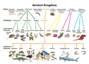 10 Jenis Hewan dalam Kingdom Animalia dan Penjelasannya