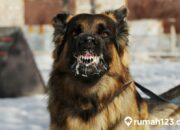 Arti Dikencingi Anjing Menurut Primbon: Makna di Balik Pertanda Ini