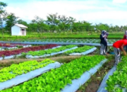 10 Jenis Tanaman Perkebunan yang Menguntungkan Petani