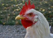 Ayam Bulu Putih Menurut Primbon: Apa Maknanya dalam Kehidupan Anda?