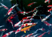 3 Hal yang Menyebabkan Penyakit Ikan: Penyebab dan Cara Mencegahnya