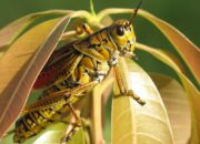 10 Jenis Belalang Beracun yang Harus Diwaspadai