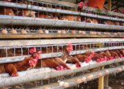 10 Strain Ayam Petelur Terbaik untuk Produksi Telur yang Menguntungkan!