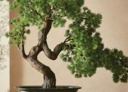 5 Tips Menanam Bonsai yang Sukses untuk Pemula