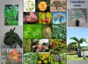 10 Nama Fulnus dan Keistimewaannya dalam Dunia Botani!