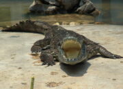 10 Reptil Paling Menakjubkan yang Harus Kamu Ketahui!