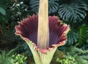 10 Jenis Tumbuhan Bunga Bangkai yang Menakjubkan di Dunia