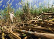 10 Jenis Tanaman Industri yang Paling Dicari di Pasar Global
