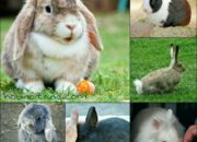 10 Jenis Kelinci dan Ciri-cirinya yang Menggemaskan