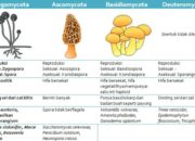 10 Jenis Jamur dalam Biologi dan Perannya