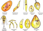 10 Jenis Protozoa yang Menguntungkan dan Perannya dalam Ekosistem