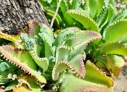 10 Jenis Cocor Bebek: Tumbuhan Hias dan Obat Herbal